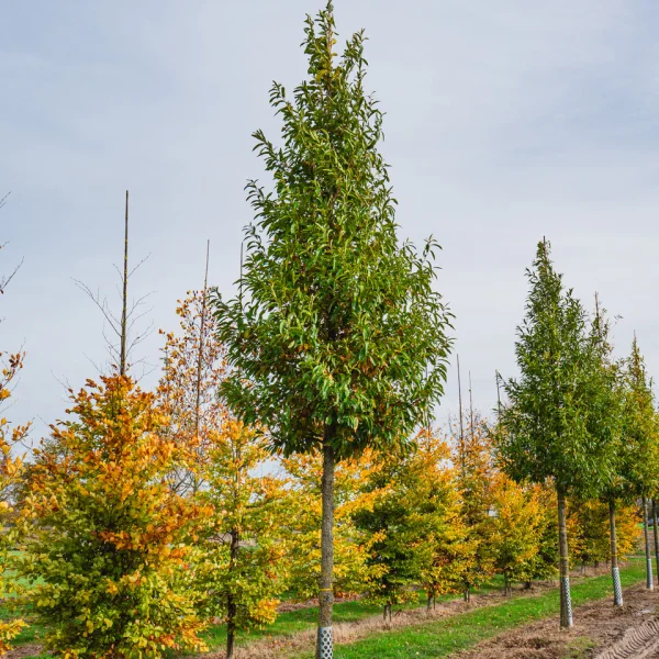 Quercus acutissima &ndash; Japanese oak, Asian Chestnut oak, Sawtooth oak
