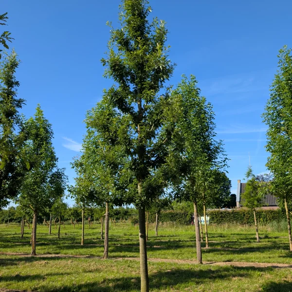 Quercus cerris 'Marvellous' &ndash; Quercus cerris 'Marvellous'