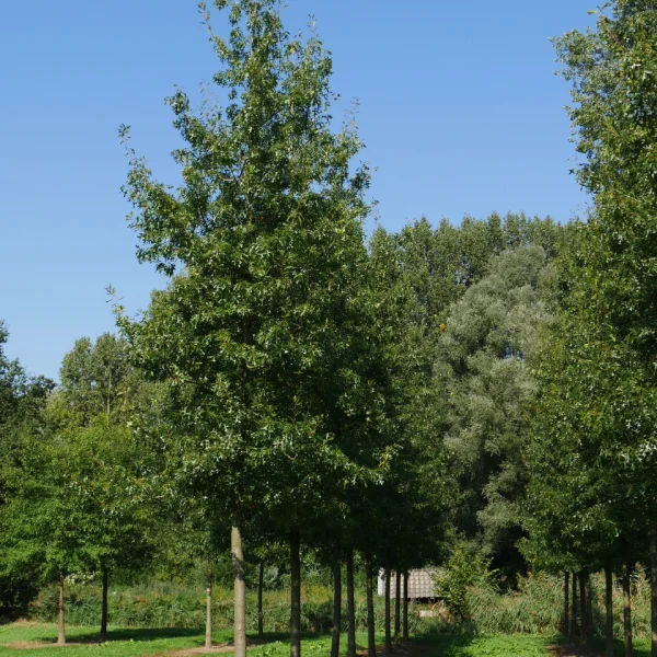 Quercus ellipsoidalis 'Hemelrijk' &ndash; Quercus ellipsoidalis 'Hemelrijk'
