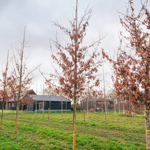 Quercus 'Garden Brilliant' &ndash; Quercus 'Garden Brilliant'