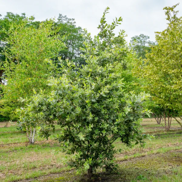 Quercus ithaburensis 'Hemelrijk Silver' &ndash; Quercus ithaburensis 'Hemelrijk Silver'