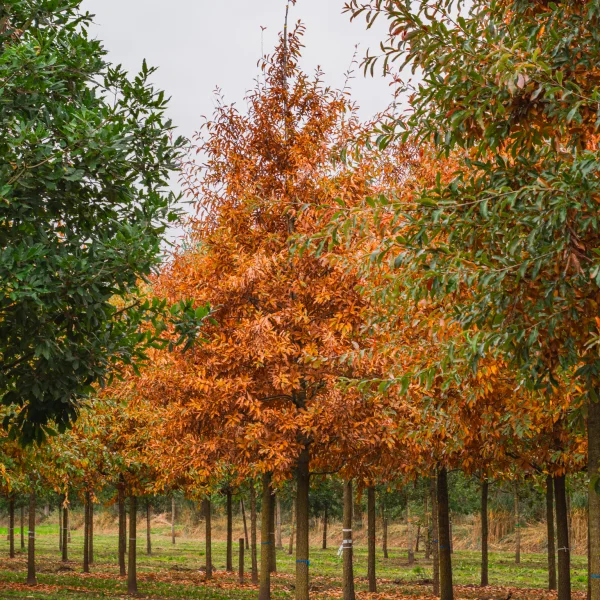 Quercus imbricaria &ndash; Shingle oak, Laurel oak