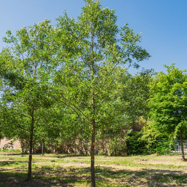 Quercus libani 'Angustfolia' &ndash; Quercus libani 'Angustfolia'