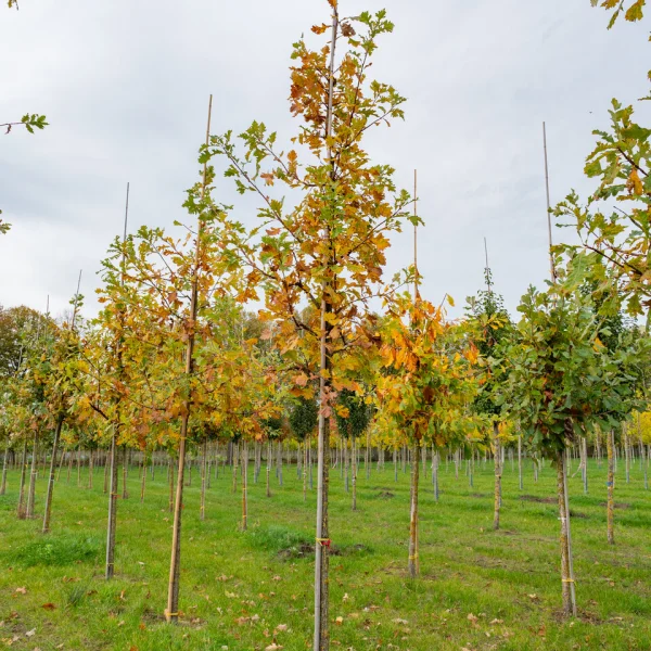Quercus macrocarpa &ndash; Bur oak, Mossycup oak