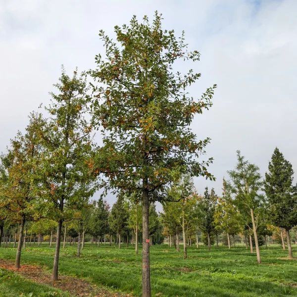 Quercus nuttallii &ndash; Quercus nuttallii