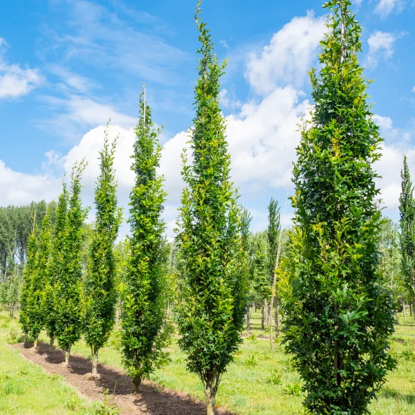 Quercus palustris GREEN PILLAR ('Pringreen') &ndash; Quercus palustris GREEN PILLAR ('Pringreen')