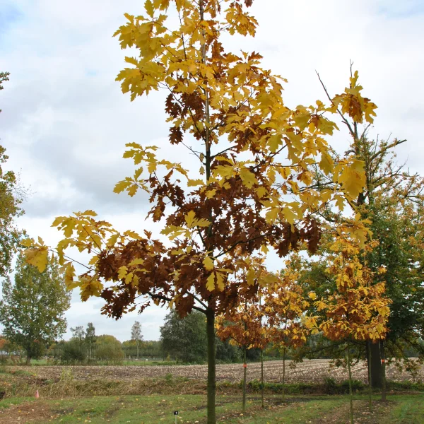 Quercus rubra 'Magic Fire' &ndash; Quercus rubra 'Magic Fire'