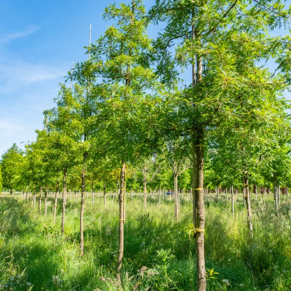 Quercus robur 'Pectinata' &ndash; Quercus robur 'Pectinata'
