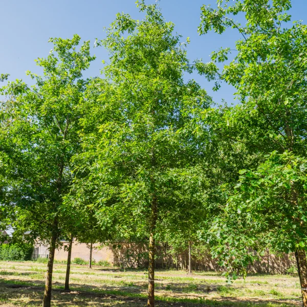 Quercus shumardii