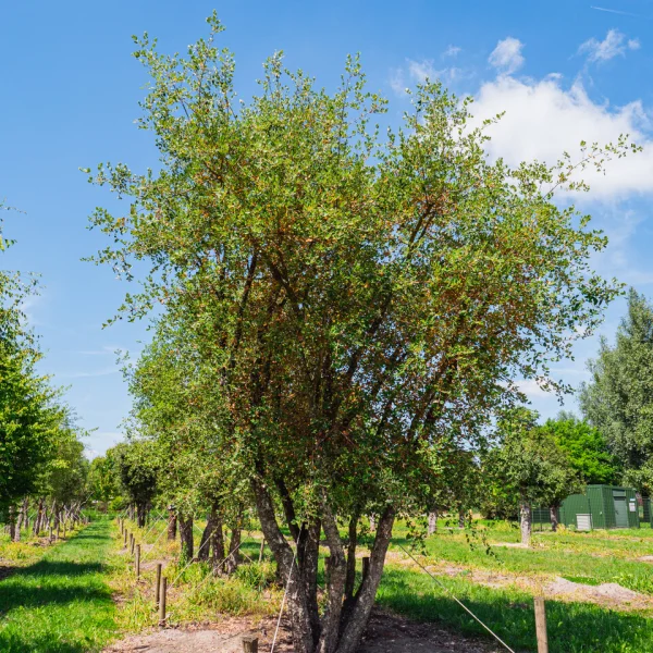 Quercus suber &ndash; Cork oak