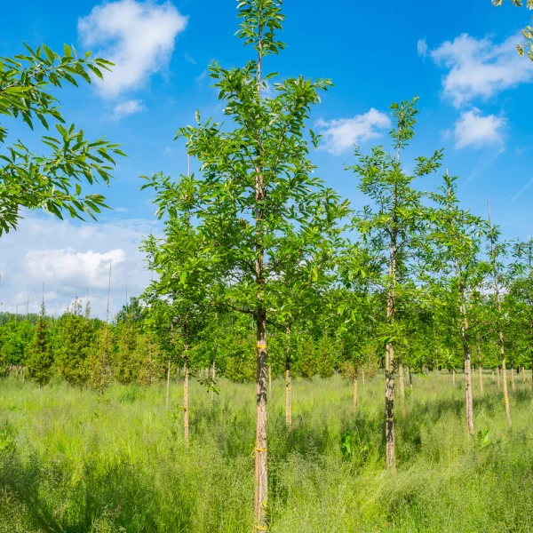 Quercus variabilis &ndash; Quercus variabilis