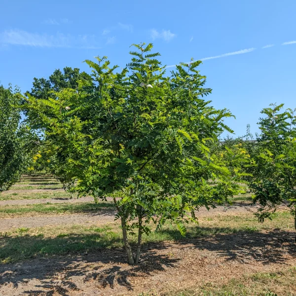 Robinia viscosa &ndash; Viscous Robinia, Clammy locust