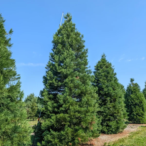 Sequoiadendron giganteum &ndash; Big tree, Giant Sequoia, Sierra redwood, Wellingtonia