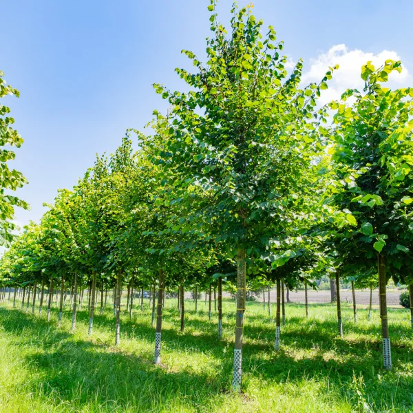 Tilia cordata &ndash; Small-leaved linden, European linden