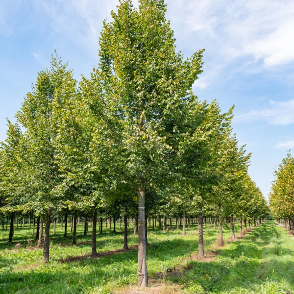 Tilia cordata 'Rancho' &ndash; Tilia cordata 'Rancho'