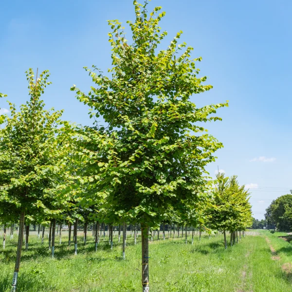 Tilia cordata 'Winter Orange' &ndash; Tilia cordata 'Winter Orange'