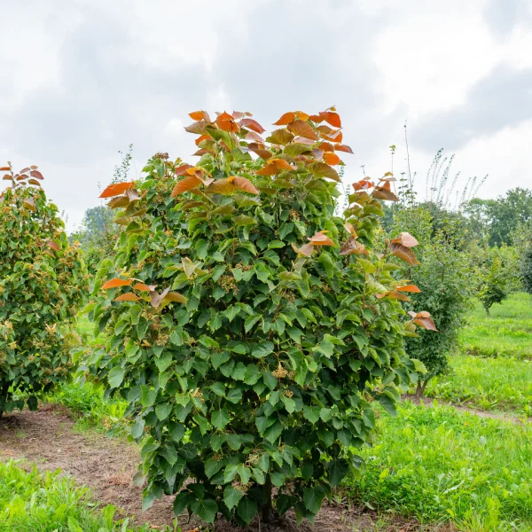 Tilia henryana 'Arnold Select' &ndash; Tilia henryana 'Arnold Select'