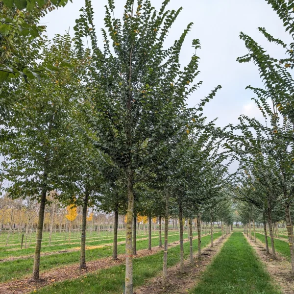 Ulmus VADA ('Wanoux') &ndash; Ulmus VADA ('Wanoux')